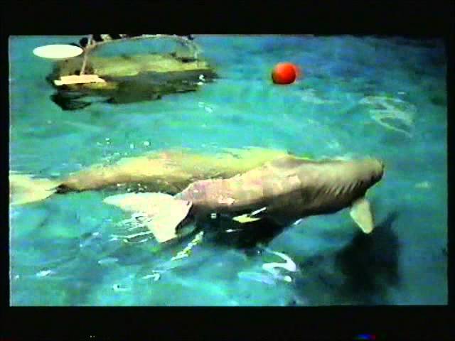 Anti whale and dolphin captivity documentary, (better audio quality version)