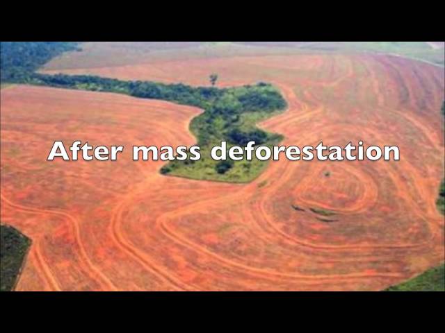 The Amazon Rainforest: Deforestation