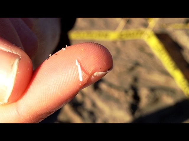 Teeny, Tiny Plastic Monsters: Microplastics in our Ocean