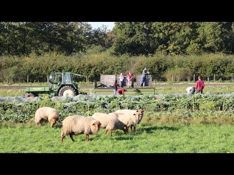 Alternative Formen der Landwirtschaft | Werkstatt Zukunft