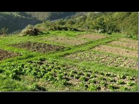 Como Producir Alimentos con Agricultura Verde - Ecólogica- TvAgro por Juan Gonzalo Angel