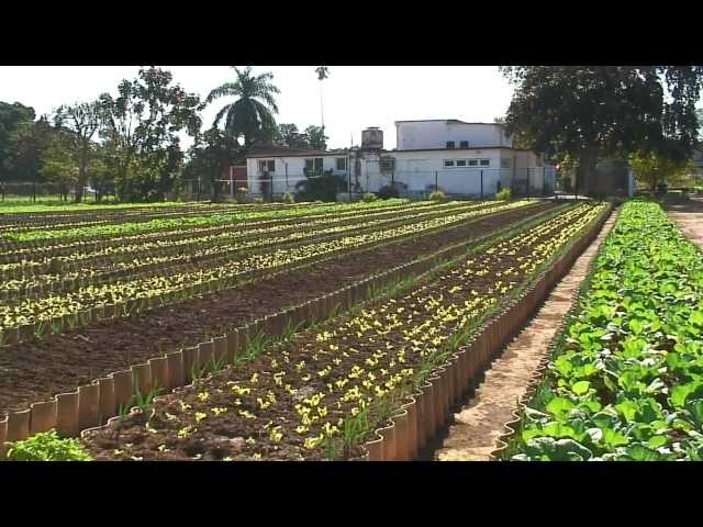 Agricultura Urbana en Cuba 1/3