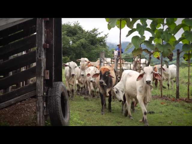 Vacas felices ayudarán a salvar el planeta. Agricultura inteligente en Costa Rica