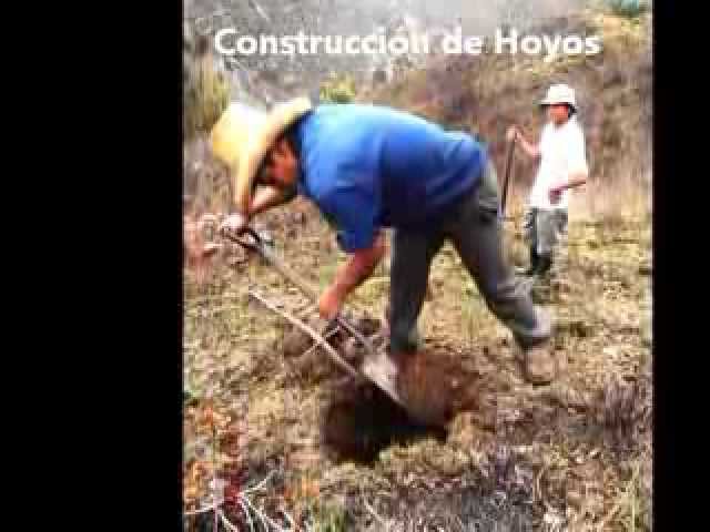 ASISTENCIA TÉCNICA PARA LA PLANTACIÓN FORESTAL - Municipalidad Provincial de Cajamarca 2012