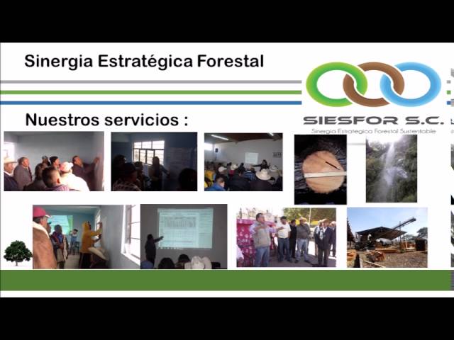 SINERGIA ESTRATEGICA FORESTAL SUSTENTABLE, SC