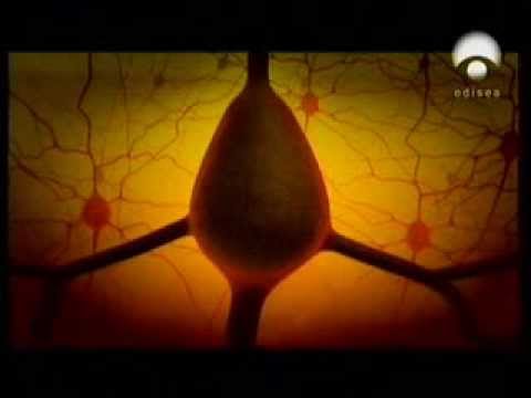 Psicología, la vida secreta del cerebro.