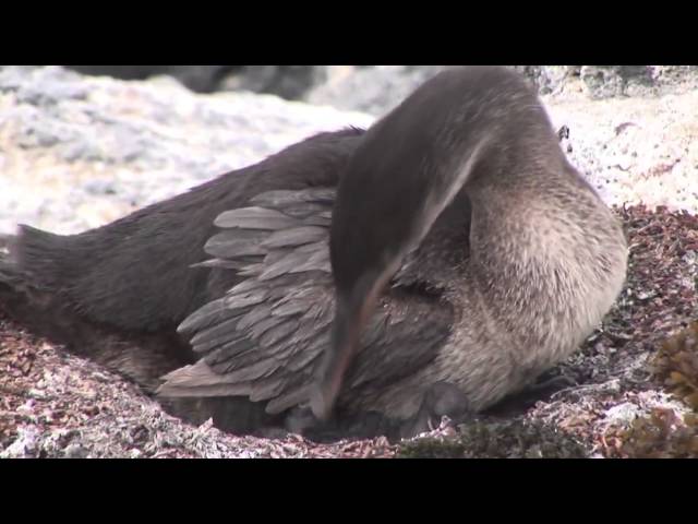 Galápagos, Patrimonio Natural de la Humanidad (35 años)