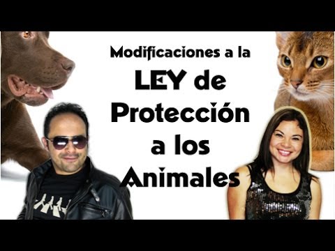 Modificación a la Ley de Protección Animal