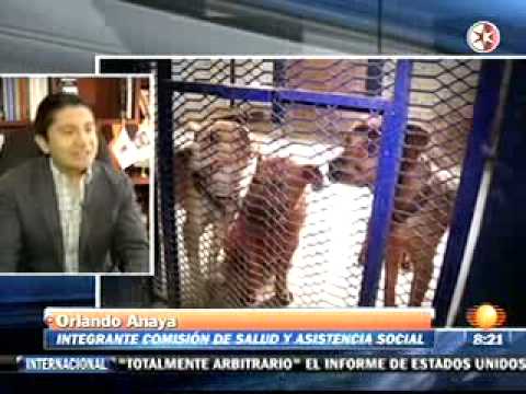 La ALDF aprueba la nueva Ley de Mascotas en la Ciudad de México...
