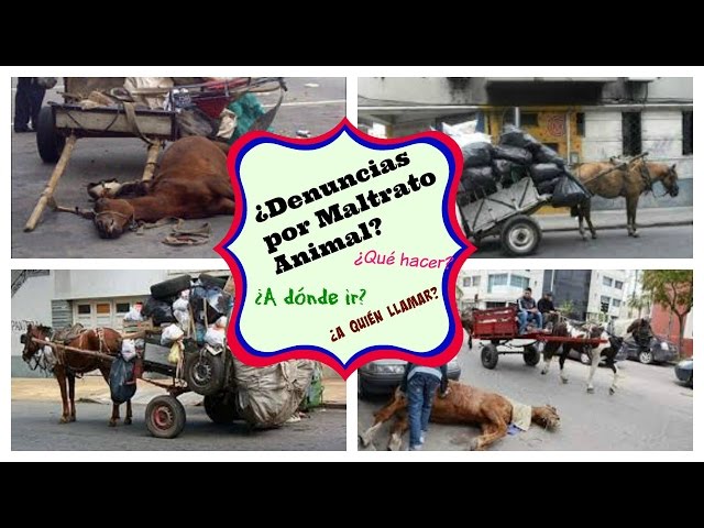 MALTRATO ANIMAL: Denuncias; cómo y dónde hacerlas. Ley de protección animal argentina