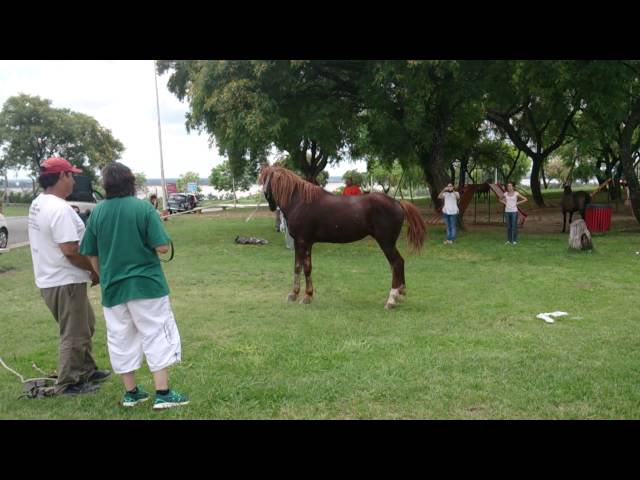 Reacción de un caballo esclavo liberado !!!!