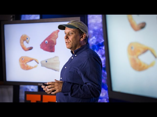 The four fish we're overeating -- and what to eat instead | Paul Greenberg