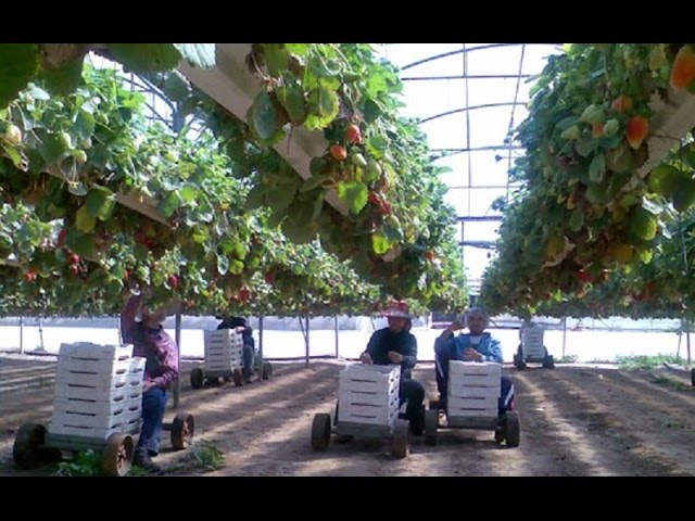 Israel Agriculture Technology, Smart Farming - Agriculture in the Desert