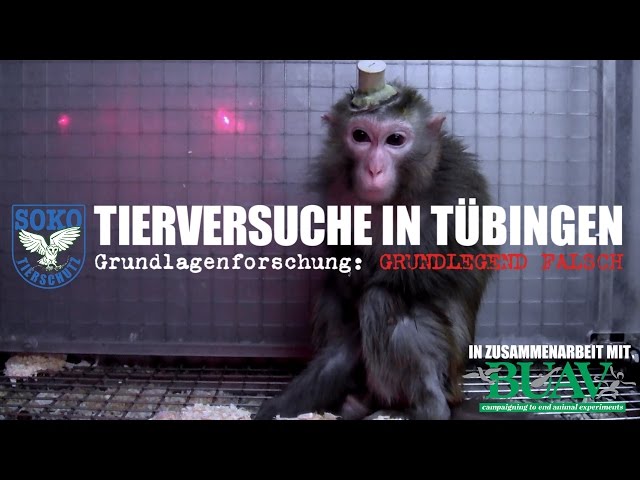 TIERVERSUCHE IN TÜBINGEN - Grundlagenforschung: Grundlegend falsch // SOKO TIERSCHUTZ e.V.