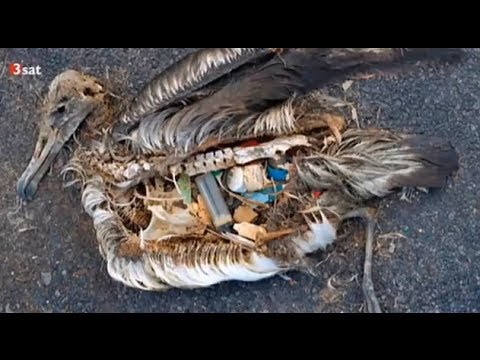 Plastik Müll vergiftet Meere, Plankton, Fische