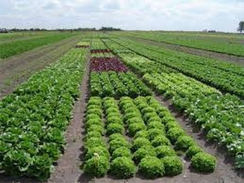 Genralidades sobre Buenas Prácticas Agrícolas - Agricultura Ecológica- TvAgro por Juan Gonzalo Angel