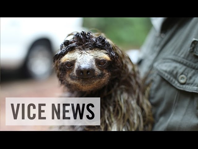 The Sloths That Could Cure Cancer: Bio-Prospecting in Panama